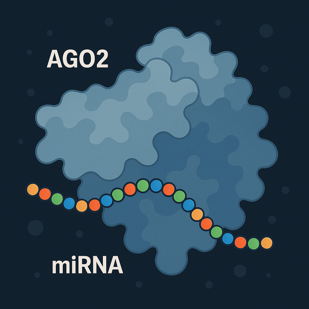 Illustration of miRNA in AGO2
